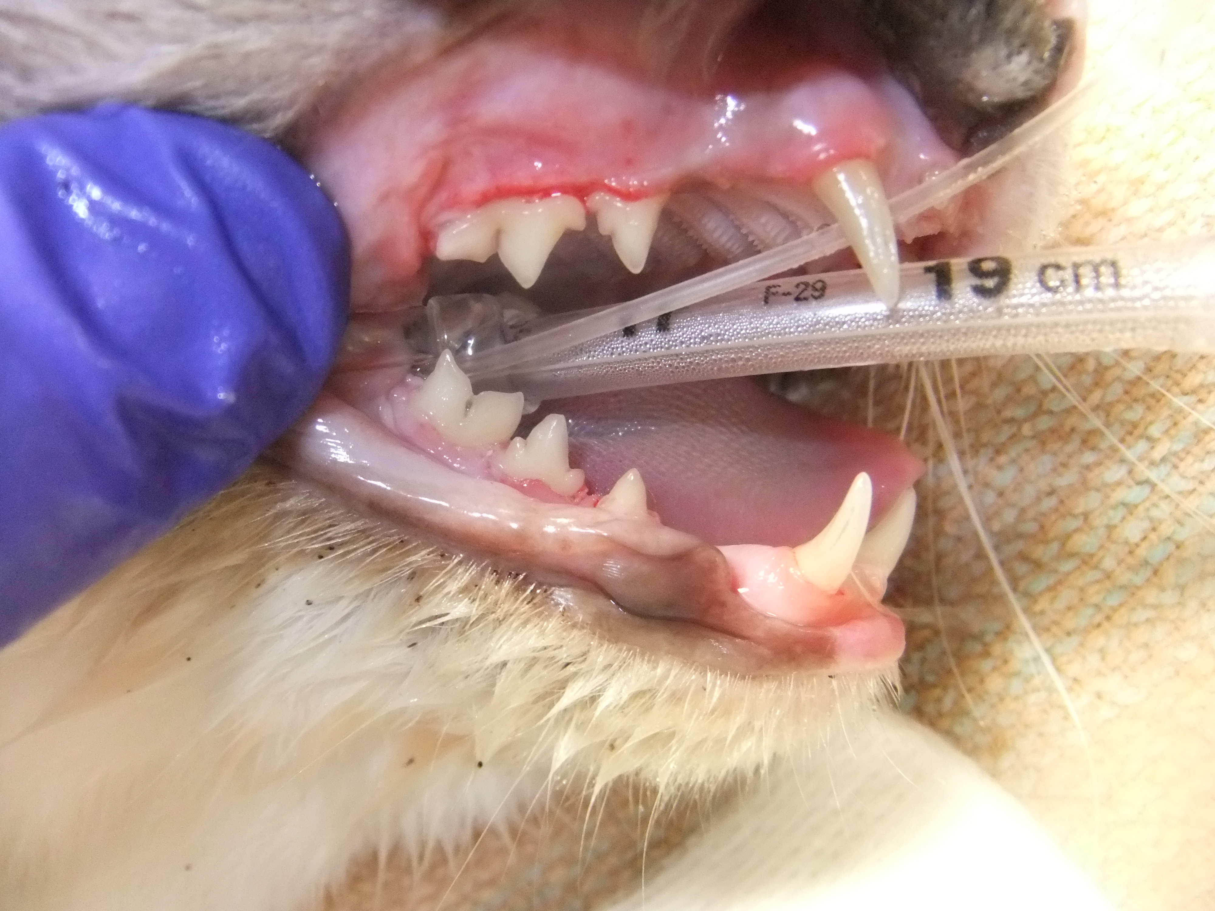 How Much Should A Cat Dental Cleaning Cost? Max Out of Pocket